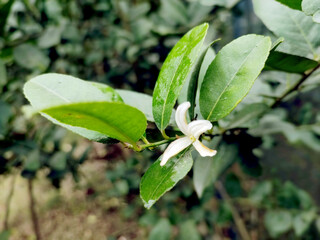 A Citrus Blossom and Glossy Green Leaves Outdoors