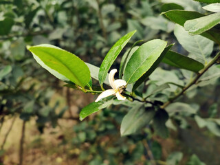 A White Flower on a Green Leafed Plant