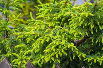 Spruce branches with bright green needles