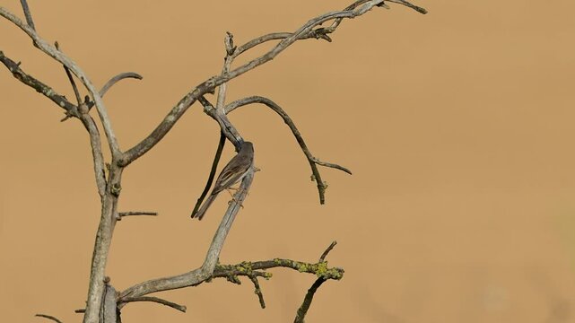 Common Whitethroat Sylvia communis perched on a stick with a beautiful background. Slow motion.