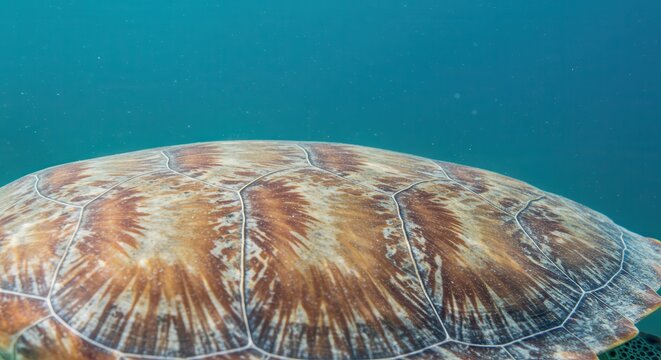 Close-up of Sea Turtle Shell Pattern in Turquoise Ocean Water