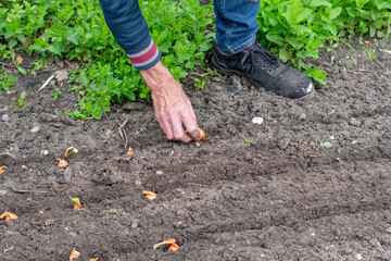 Gardener is planting onion sets in the soil of a vegetable garden, carefully placing each set in a...