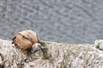 Griffon Vulture (Gyps fulvus) bending down on a rocky cliff with a blurred water background. A...