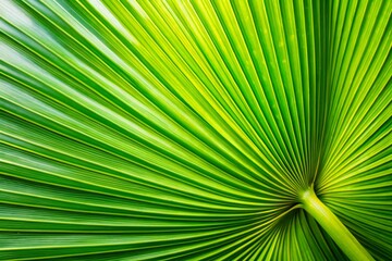 Obraz premium Lush Green Palm Leaf Texture: Close-Up Panoramic Stock Photo