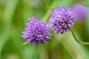 Close up of a devils bit scabious (succisa pratensis) flower in bloom