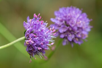 Fototapeta premium Close up of a devils bit scabious (succisa pratensis) flower in bloom