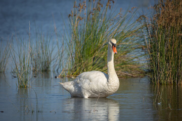 cygne dans un étang en Camargue