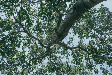 green leaves in the forest