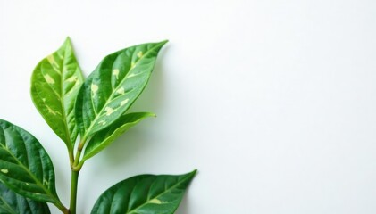 Fototapeta premium Miniature variegated rubber leaves against a bright white background, plants, leaf