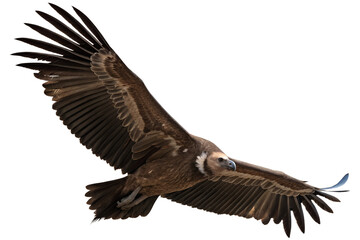 Obraz premium Flying vulture predator bird isolated in the transparent background