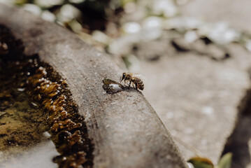 Thirsty Bee Drinking Water on a Sunny Day