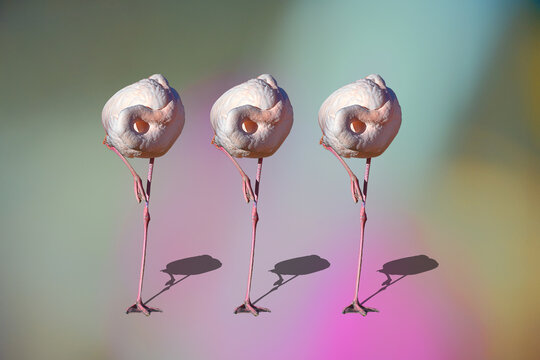 Three flamingo side by side like a ballet show