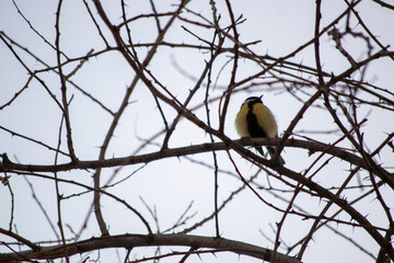 titmice on tree branches