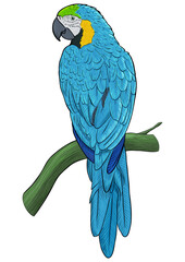 blue and yellow macaw © Eduardo Nassaro