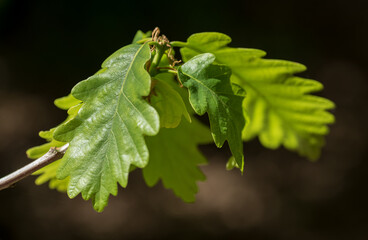 Oak leaves in spring