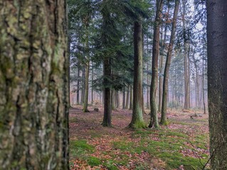 A forest scene featuring tree trunks with fallen leaves and moss on the ground, creating a tranquil woodland atmosphere