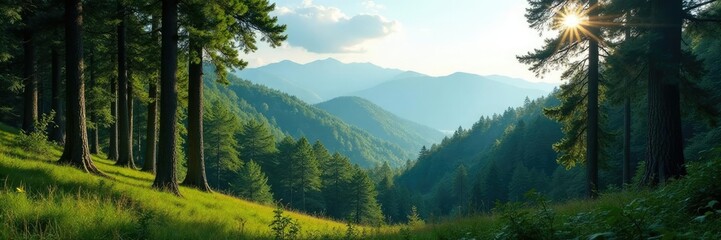 Fototapeta premium Dense forest with tall trees and hills in the background, wood, nature, hill