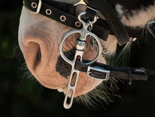 horse muzzle with bridle