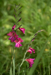 Marsh Gladiolus flower