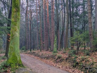 A forest scene featuring tree trunks with fallen leaves and moss on the ground, creating a tranquil woodland atmosphere