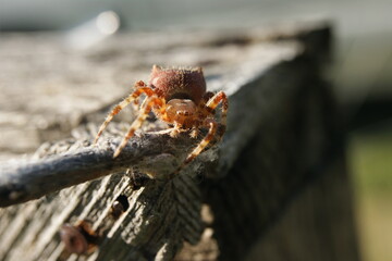 Cat-Faced Spider