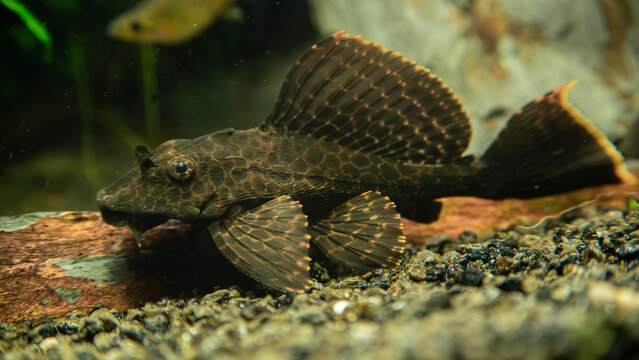 Wabenschilderwels Glyptoperichthys gibbiceps, L165