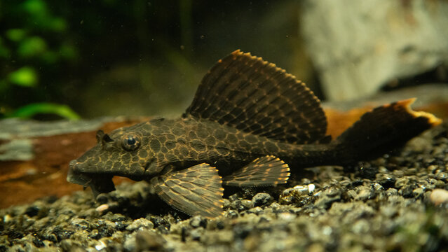 Wabenschilderwels Glyptoperichthys gibbiceps, L165