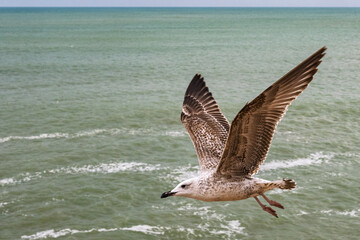 Seagull in Flight Over the Ocean in Cadiz, Spain on a Clear Day