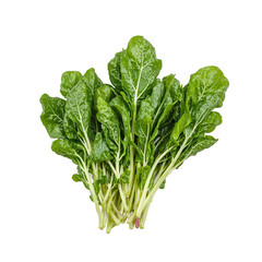 Fototapeta premium Fresh mustard greens with dark green leaves and a hint of red showcasing their sharp taste Isolated on white