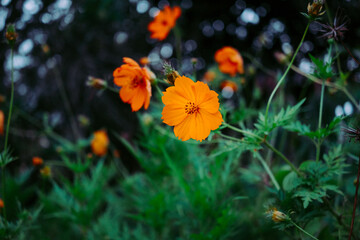 orange flower in the garden