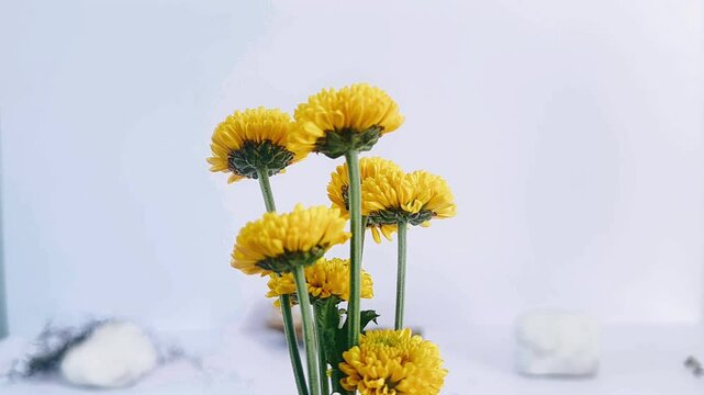close up yellow flowers, vibrant floral detail, white background flowers, yellow bloom photography, flower close up shot, bright yellow petals, minimalist floral design, aesthetic yellow flowers, bota