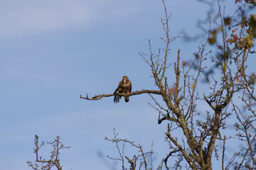Buzzard on a branch, buzzard on a bare tree in fall, a buzzard from the front looking to the left, blue sky