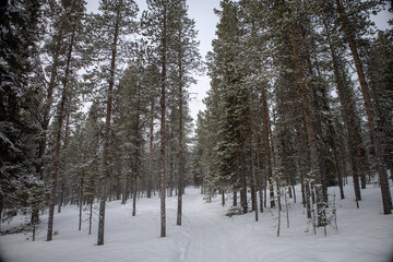 Incredible winter landscape with snowcapped pine trees under cloudy skies in frosty morning. Jukkasjarvi, outside of Kiruna.