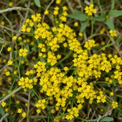 Obraz premium A scattering of tiny yellow wildflower clusters, yellow blooms, organic
