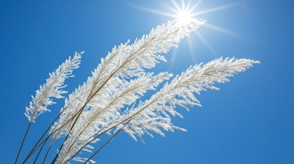 Sunlight shining through white reeds on a blue sky background