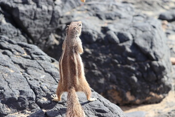 Squirrels in Fuerteventura