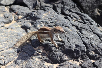 Squirrels in Fuerteventura
