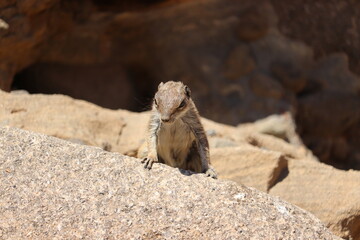Squirrels in Fuerteventura