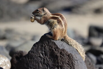 Squirrels in Fuerteventura