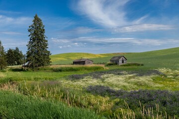Fototapeta premium Two weathered barns stand in a vibrant meadow of wildflowers in Tekoa , Palouse, Washington, USA. The rolling hills are covered in green and yellow crops under a blue sky.