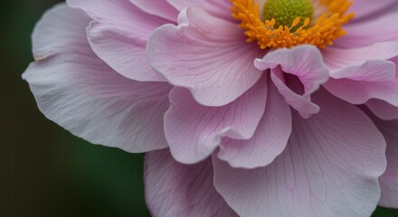 Close-up of a Pink Anemone Flower with Delicate Petals and Texture