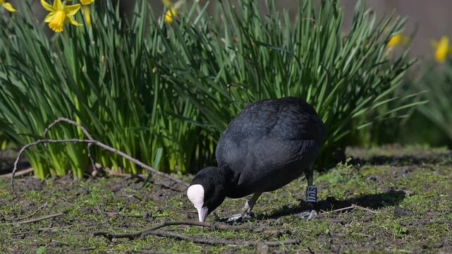 Eurasian coot (Fulica atra) eating grass in a London park.  March, London, UK [Slow motion x5]