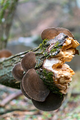 Ecosystems as decomposers and forming symbiotic relationships.