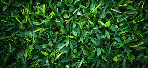 green grass texture background, top view. high-resolution,