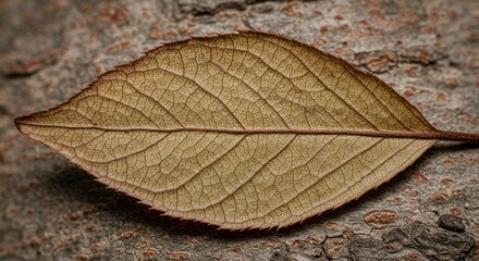 Fototapeta premium Close-up of a Single Leaf on Tree Bark Showing Autumn Textures