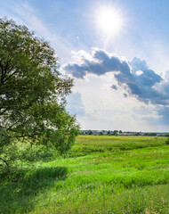 Large tree is in the foreground of a field with a bright sun shining on it