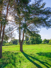 Tree casts a shadow on the grass in a park