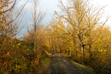 Path through a forest with trees in autumn