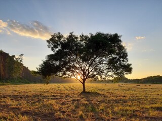 tree in the field