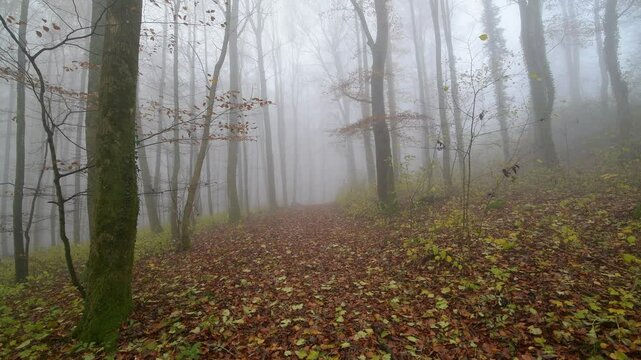 Waldweg mit Morgennebel im Herbst, Katzenbuckel, Waldbrunn, Odenwald, Baden-W&uuml;rttemberg, Deutschland